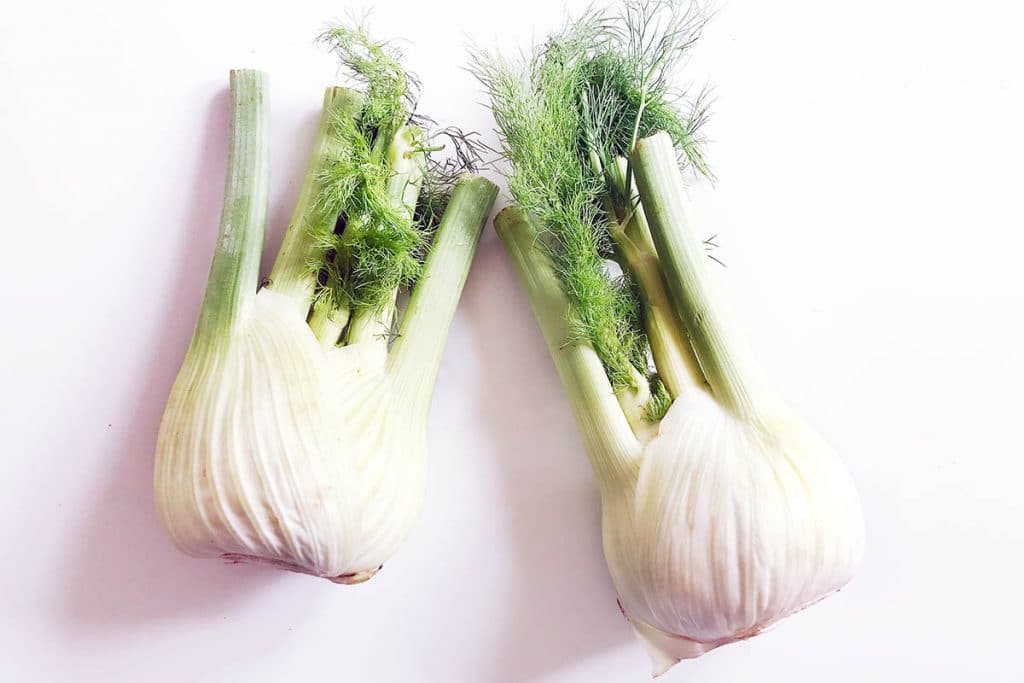 two fennel bulbs on white background